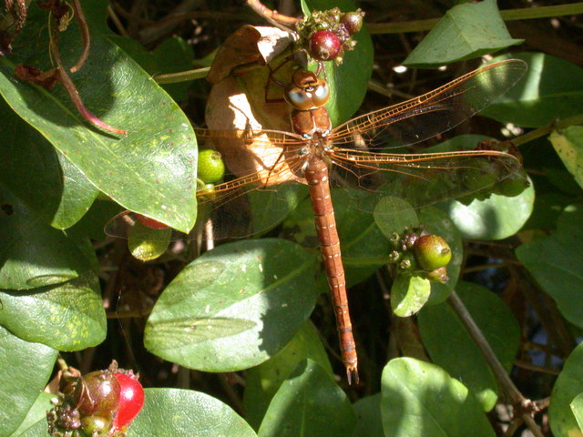 Brown Hawker dragonfly (Aeshna grandis)