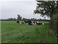 Dairy heifers grazing