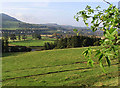 Grazing field at Gattonside Heights