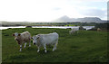 L9777 : Cattle by Moher Lough by Jonathan Billinger
