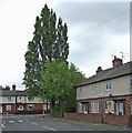 Lombardy Poplar