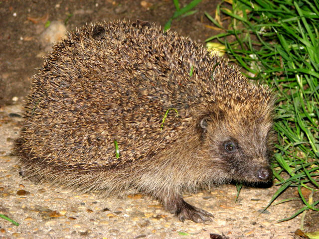 The Hedgehog  (Erinaceus europaeus) - a nocturnal forager