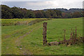 Looking towards Wild Bottoms Wood