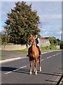 Out for a morning trot on Tandragee Street, Richhill