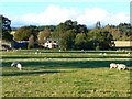 Grazing sheep