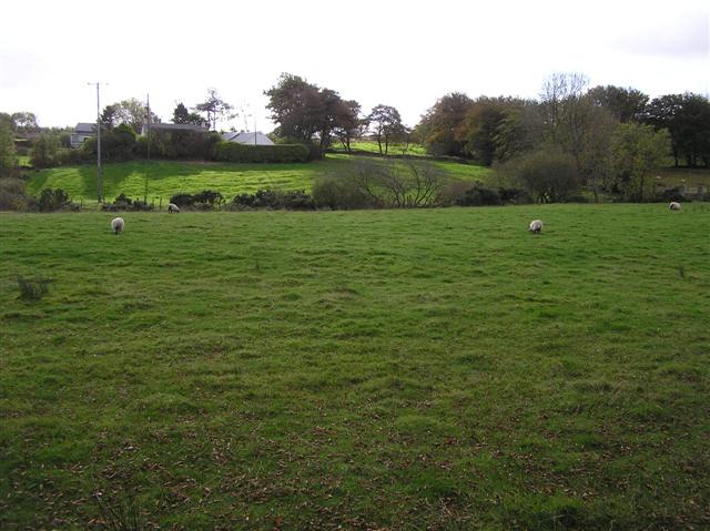 Sheep at Knockoneill