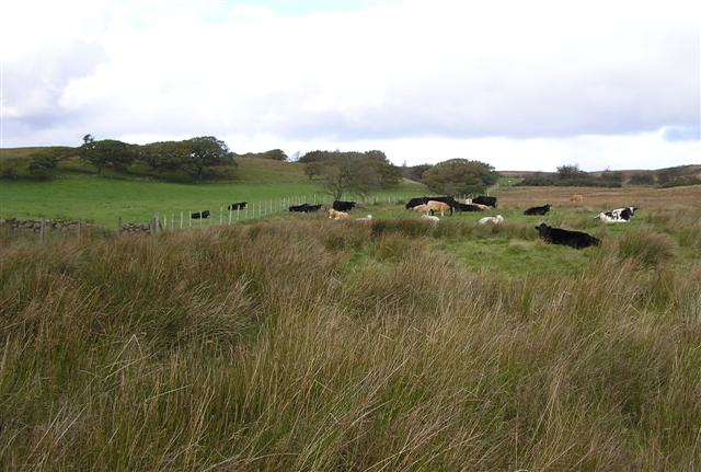 Cows at Crockanroe