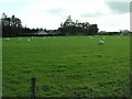 C8407 : Sheep at Tirhugh by Kenneth  Allen