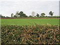 Farmland near Mossley Well Farm