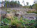 Forest clearing near Westfield