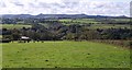 Field above Lower Larrick