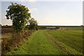 Hedge field line