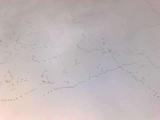 Pink Footed Geese over Pilling