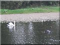 Swans on the river Tawe