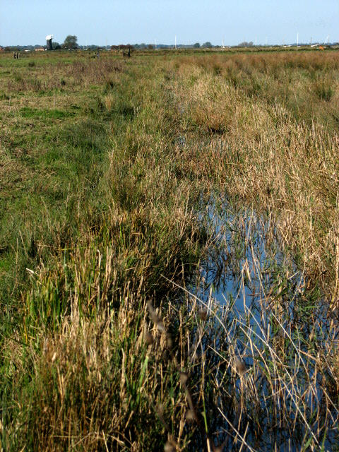 Looking west along a drain