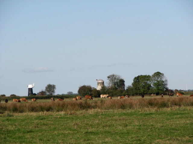 Cattle grazing in the marshes
