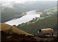 SK1987 : A Sheep on Whitestone Lee Tor by Steve Partridge