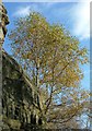 Trees at Froggatt Edge