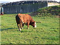Hereford Bull at Plas Coch