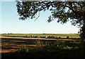 Fields near Martinstown