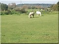 Grazing on Water Meadows