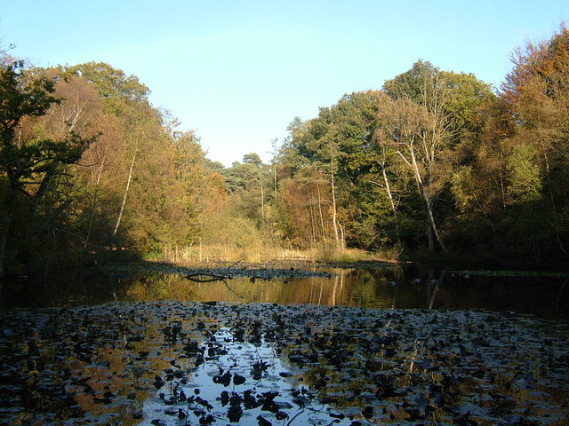 Upper Pond, Burnham Beeches