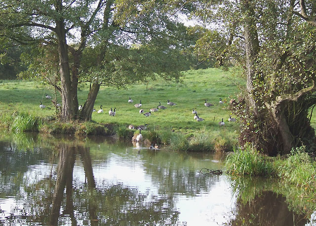 Grazing by the Caldon Canal, near Norton Green, Staffordshire