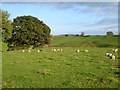 Pasture near Yew Tree