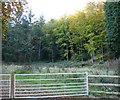 Mixed woodland north of Red Lane