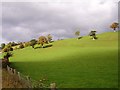 Oaks and pasture