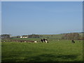 Grains Farm, Ecclefechan