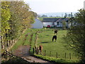 Horses at Upper Collinhirst, Ecclefechan