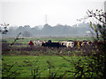 TM4498 : Mobbed by cows beside Thorpe & Haddiscoe Fleet by Evelyn Simak