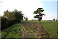 Footpath to Whatfield