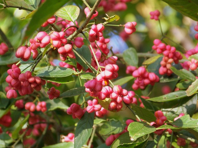 Spindleberry (Euonymus europaeus) © Maigheach-gheal :: Geograph Britain ...