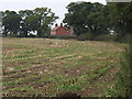 Maize stubble at Eastwick