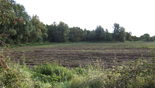 Harvested potato field