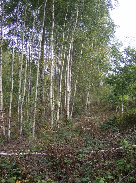 Silver Birch trees in New Copse © Graham Horn :: Geograph Britain and ...