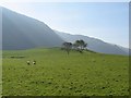 Grazing land in Tal-y-llyn valley