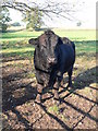 SJ4025 : The black bull by Eirian Evans