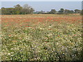 SJ3928 : Flowery field by Eirian Evans