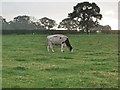 Cattle near Moston