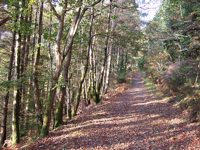 Woodland path above Tal-y-bont
