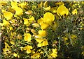 Whin (gorse) in bloom