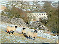 Winter view of Scalegill Mill