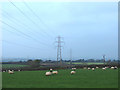 Pylons and sheep