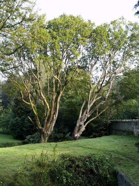 Blarney Castle Trees