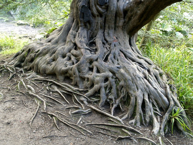 Twisted Tree Roots in Blarney Castle Grounds