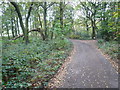 Sutton Spring Wood - Access Road