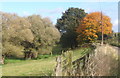 Trees by lane near Woolney Hall